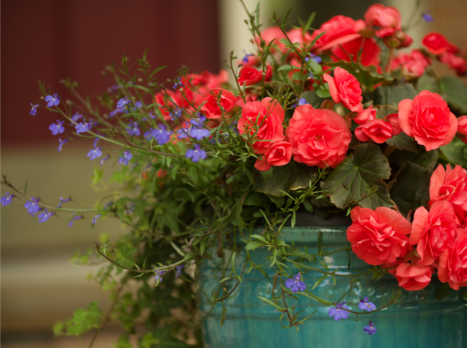 eastern market garden plants