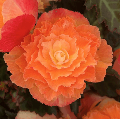 eastern market garden plants