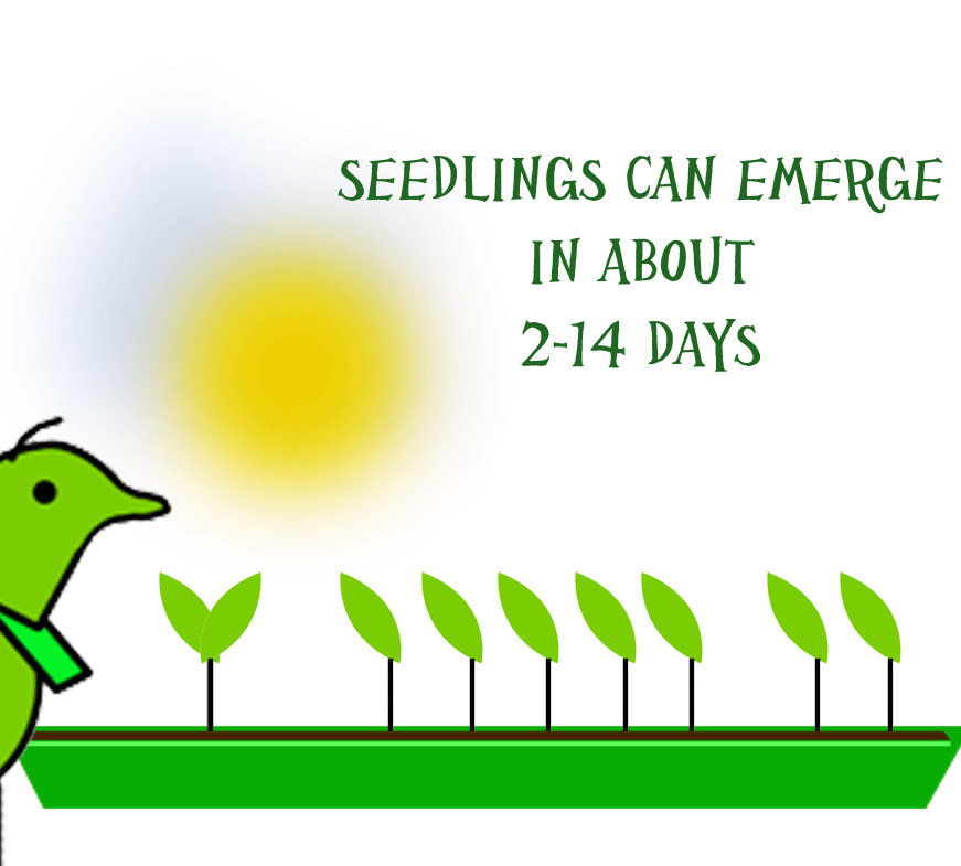 seedlings sprout