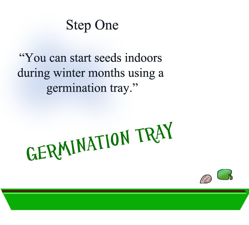 germination