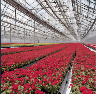 Michigan Greenhouses Supply Easatern Market