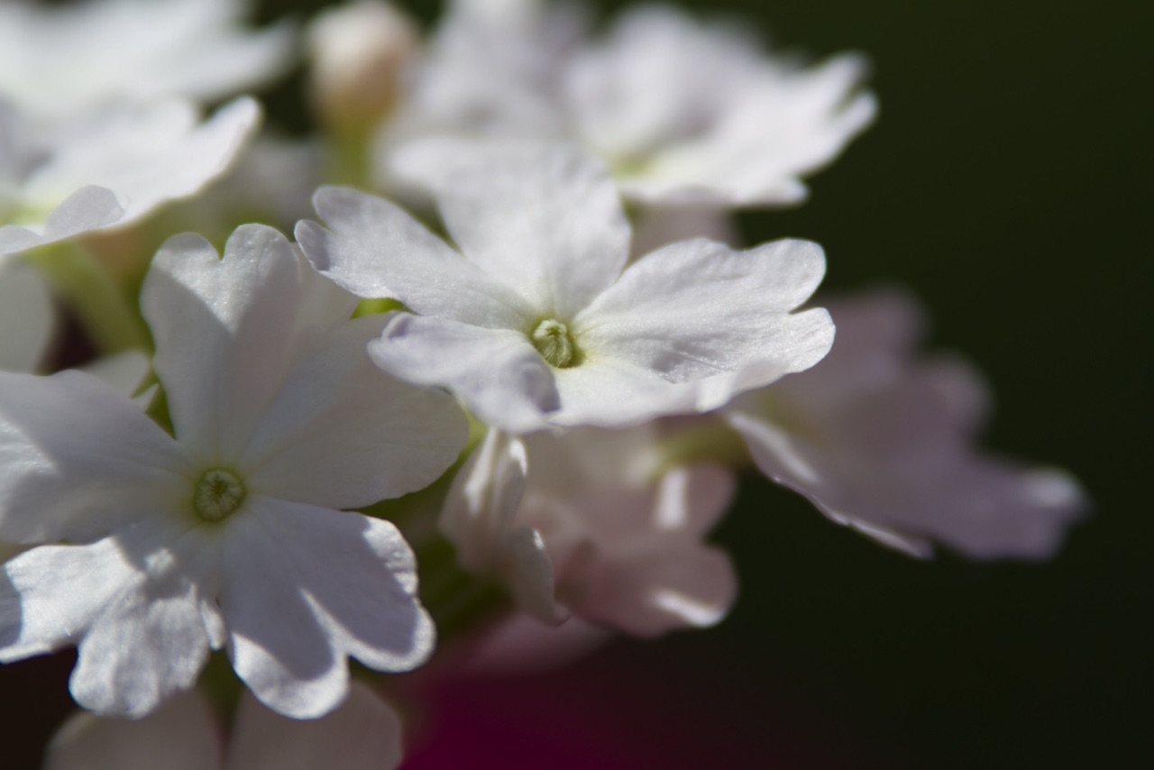 Garden Image 3