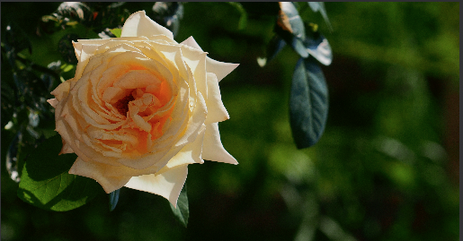 Fertilizing Roses for Bigger, Better Blooms