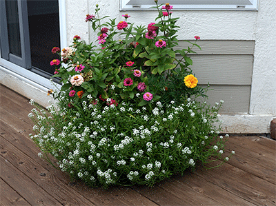 eastern market garden plants